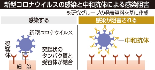 スパイクタンパク質